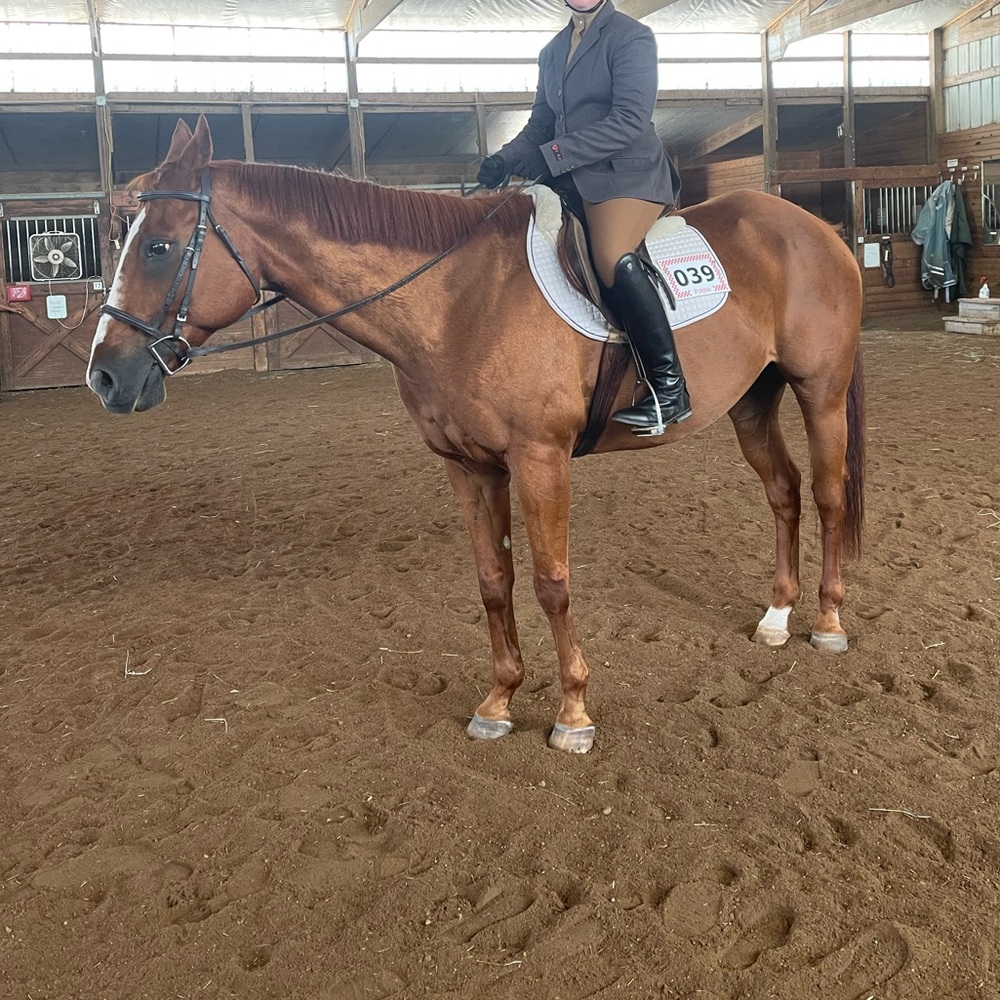 Horse show dressage undershirt